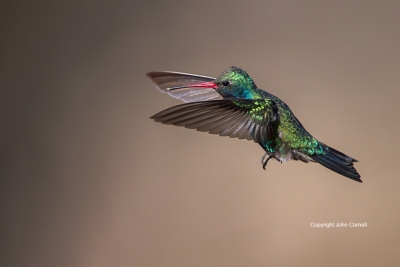 Broad-billed-Hummingbird;Cynanthus-latirostris;Flying-Bird;Hummingbird;Photograp